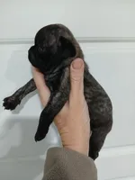 Brutish , a male Pug for sale in Houston, TX – Photo 7 of 9