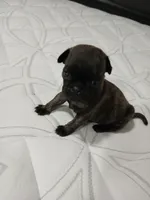 Brutish , a male Pug for sale in Houston, TX – Photo 3 of 9