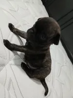Brutish , a male Pug for sale in Houston, TX – Photo 2 of 9
