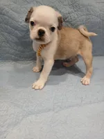 Max , a male Pug for sale in Houston, TX – 3 of 3