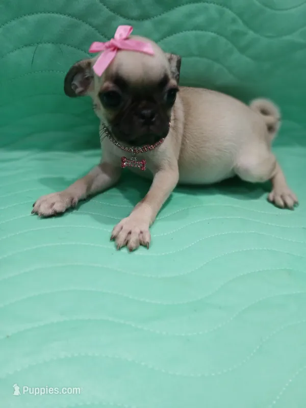 Misty  – Pug puppy for sale in Houston, TX