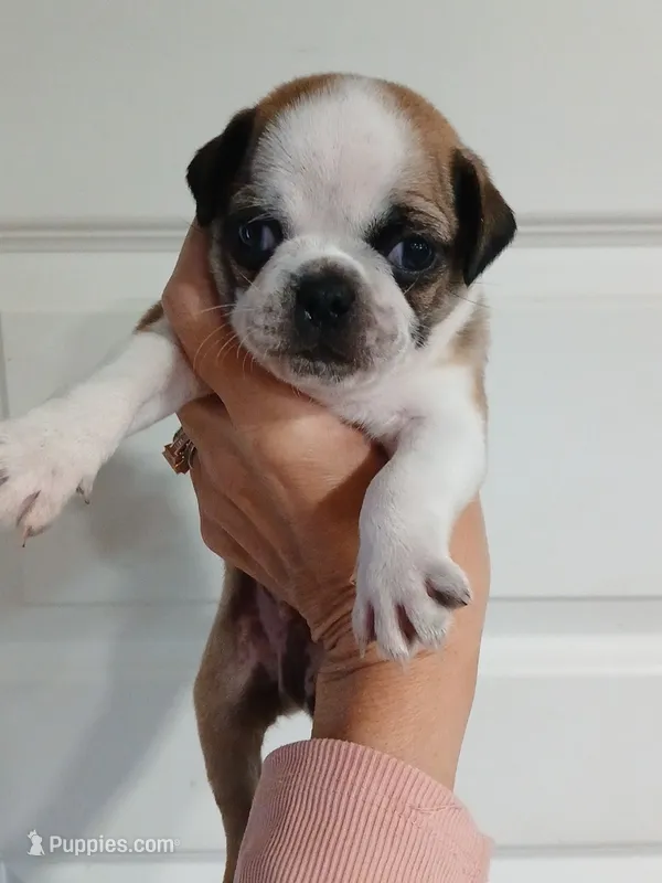 Bear – Pug puppy for sale in Houston, TX