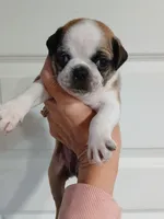 Bear, a male Pug for sale in Houston, TX – 1 of 2