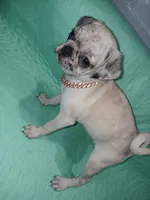 Tex , a male Pug for sale in Houston, TX – 2 of 3