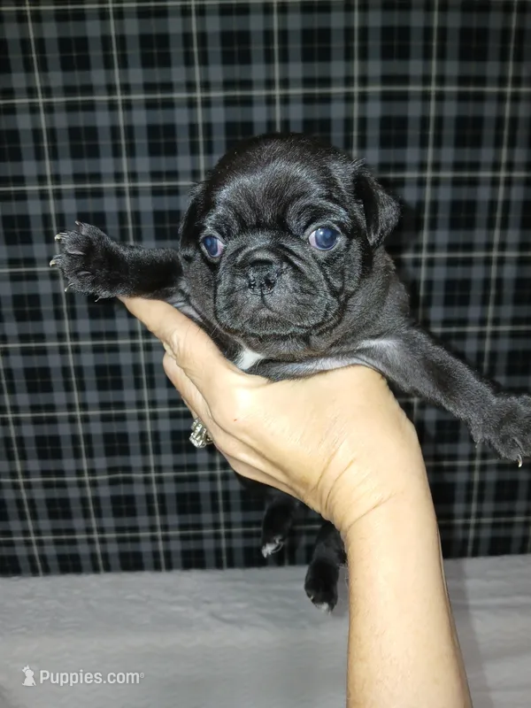 Beauty  – Pug puppy for sale in Houston, TX