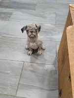 King, a male Pug for sale in Houston, TX – 9 of 9
