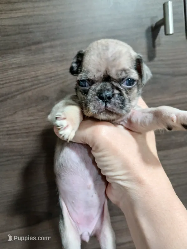 Ruby  – Pug puppy for sale in Houston, TX
