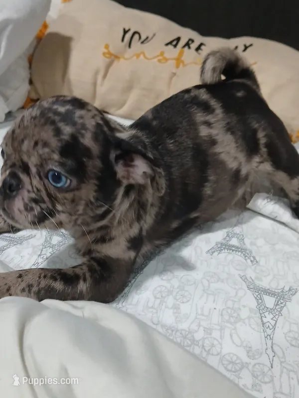 Bella  – Pug puppy for sale in Houston, TX