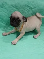 Sally , a female Pug for sale in Houston, TX – 5 of 5