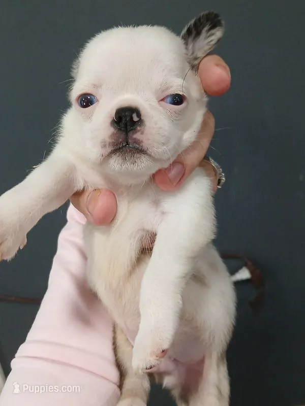 Bruce  – Pug puppy for sale in Houston, TX