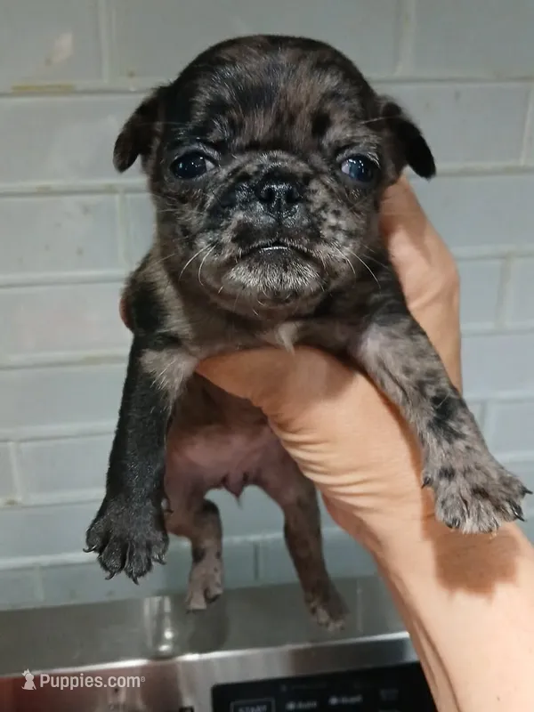 Jewls  – Pug puppy for sale in Houston, TX