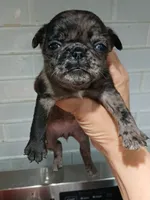 Jewls , a female Pug for sale in Houston, TX – 1 of 2