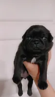Doug , a male Pug for sale in Houston, TX – 2 of 2