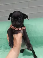 Betty , a female Pug for sale in Houston, TX – 2 of 2