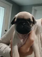 Bullet , a male Pug for sale in Houston, TX – Photo 1 of 4