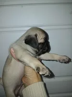 Bullet , a male Pug for sale in Houston, TX – Photo 4 of 4