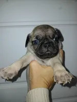 Bullet , a male Pug for sale in Houston, TX – Photo 3 of 4
