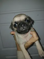 Bullet , a male Pug for sale in Houston, TX – Photo 2 of 4