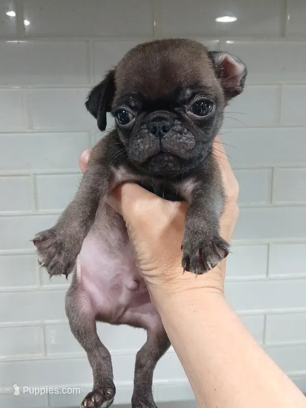 Bluey  – Pug puppy for sale in Houston, TX
