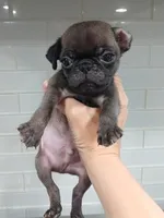 Bluey , a male Pug for sale in Houston, TX – 1 of 2