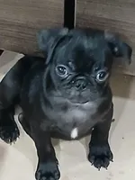 Pugsly , a male Pug for sale in Houston, TX – Photo 5 of 5