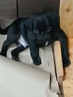 Pugsly , a male Pug for sale in Houston, TX – Photo 4 of 5