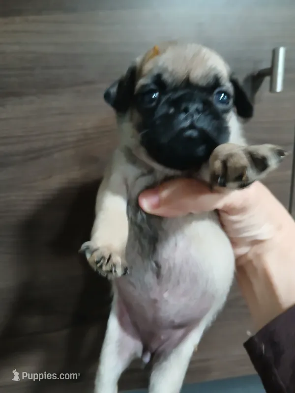 Susie  – Pug puppy for sale in Houston, TX