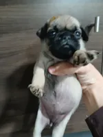 Susie , a female Pug for sale in Houston, TX – 1 of 1