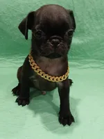 Rufus , a male Pug for sale in Houston, TX – 3 of 3