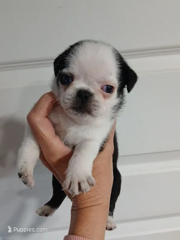 Panda  – Pug puppy for sale in Houston, TX