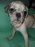 Tex , a male Pug for sale in Houston, TX – 1 of 3