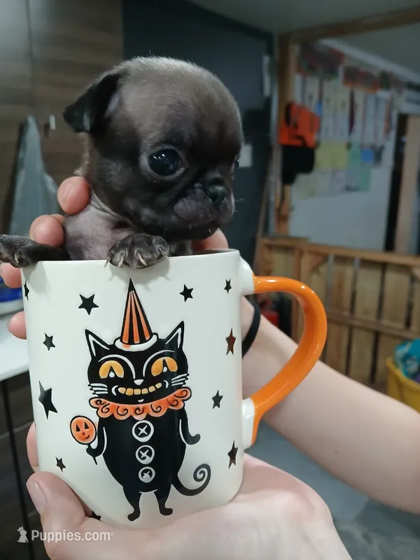 Blue – Pug puppy for sale in Houston, TX