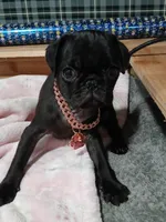 Jack, a male Pug for sale in Houston, TX – Photo 2 of 2