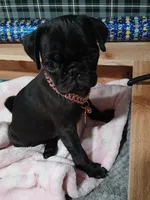 Jack, a male Pug for sale in Houston, TX – Photo 1 of 2