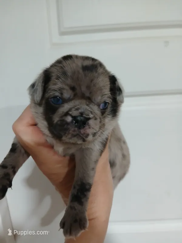 Max  – Pug puppy for sale in Houston, TX