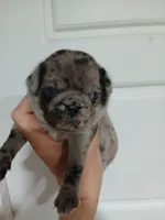 Max , a male Pug for sale in Houston, TX – 1 of 1