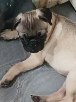 Chad , a male Pug for sale in Houston, TX – 2 of 2