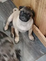 Chad , a male Pug for sale in Houston, TX – 1 of 2