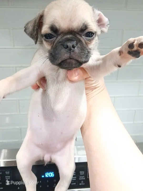 Sally  – Pug puppy for sale in Houston, TX
