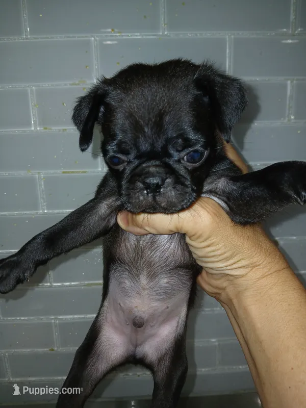 Vader  – Pug puppy for sale in Houston, TX