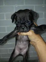 Vader , a male Pug for sale in Houston, TX – 1 of 1