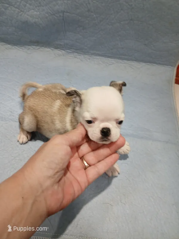 Max  – Pug puppy for sale in Houston, TX