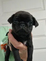 Doug , a male Pug for sale in Houston, TX – 3 of 3