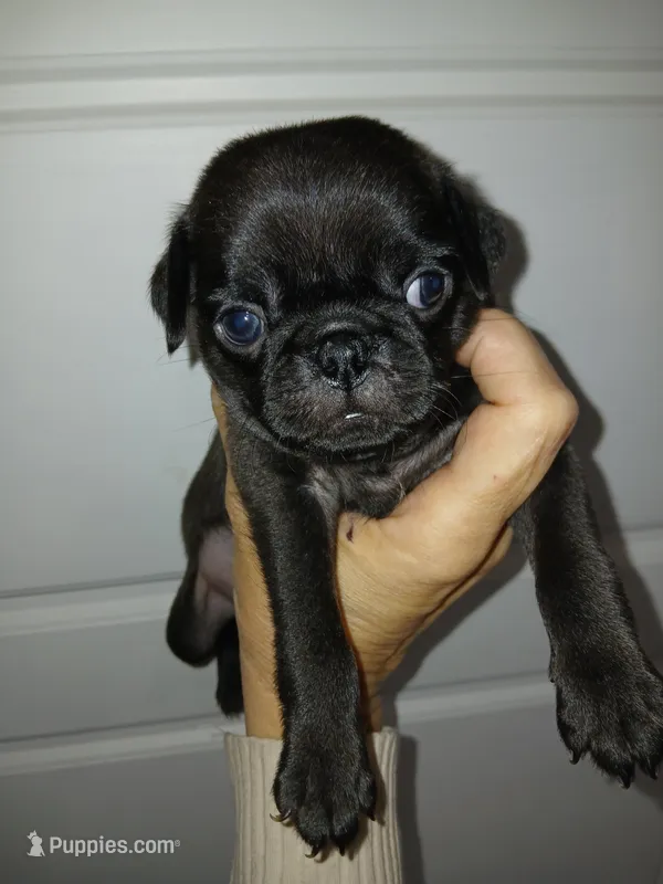 Bow  – Pug puppy for sale in Houston, TX