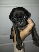 Bow , a male Pug for sale in Houston, TX – Photo 1 of 3