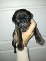Bow , a male Pug for sale in Houston, TX – Photo 3 of 3