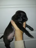 Bow , a male Pug for sale in Houston, TX – Photo 2 of 3