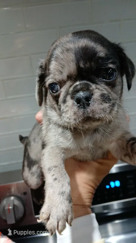 Polo  – Pug puppy for sale in Houston, TX