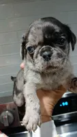 Polo , a male Pug for sale in Houston, TX – 1 of 2