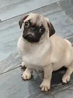 Elmer , a male Pug for sale in Houston, TX – 1 of 2